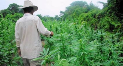 El Consejo Nacional Agropecuario ve una oportunidad en el cannabis