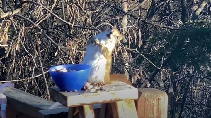 VIDEO: 'La ardilla borracha', la imagen que le dio la vuelta al mundo