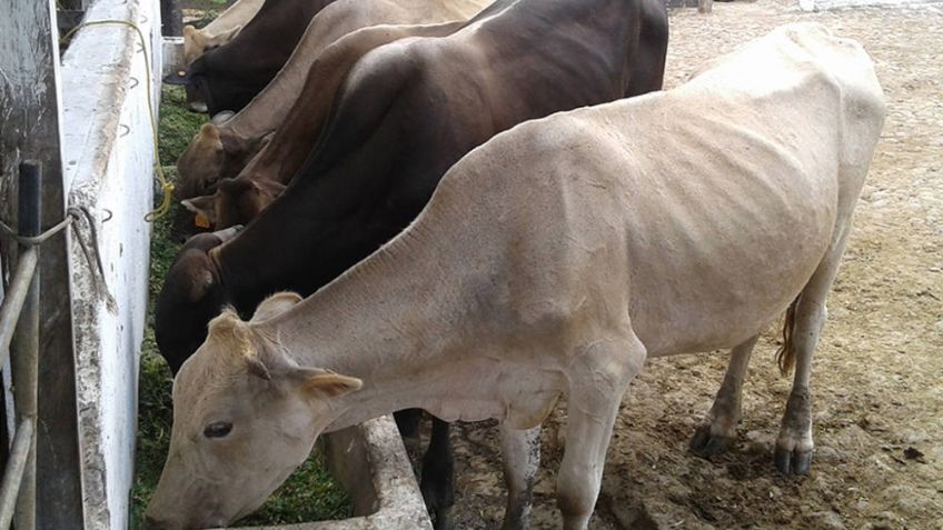 Ganaderos gastan más en alimento al no crecer pastizales por la sequia