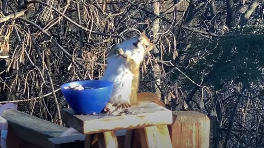 VIDEO: 'La ardilla borracha', la imagen que le dio la vuelta al mundo