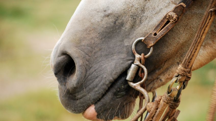 VIDEO: Caballo le arranca la nariz a un hombre tras darle fuerte mordisco en el rostro