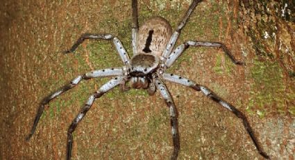FOTO: Joven australiano encuentra enorme araña gigante en el garaje de su casa