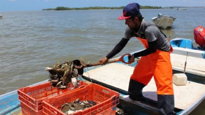 Captura de camarón repunta en aguas costeras del sur del Estado