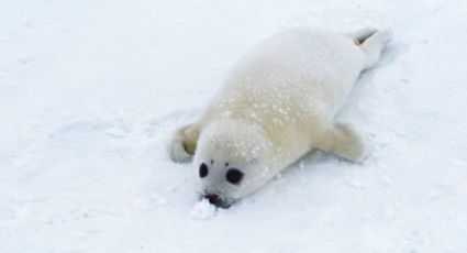 Rusia vive increíble momento al captar a focas pasear por calles congeladas