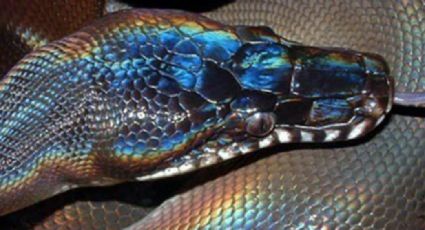 FOTO: Descubren nueva especie de serpiente con escamas brillantes en Vietnam