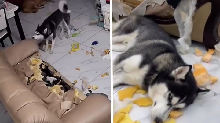 Explosión de ternura: Perro destroza sofá y conmueve con su reacción al ser 'atrapado'