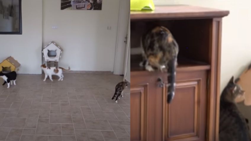 VIDEO: Gatitos callejeros enternecen ante su reacción al entrar a una casa por primera vez
