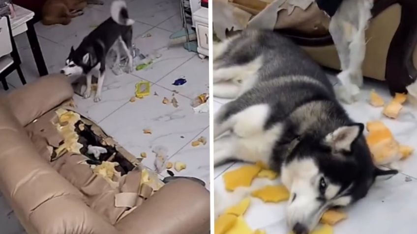 Explosión de ternura: Perro destroza sofá y conmueve con su reacción al ser 'atrapado'