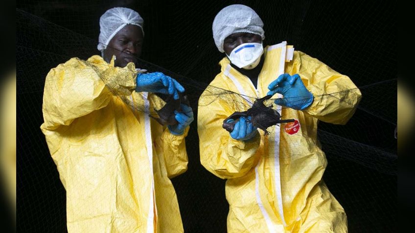 África: Científicos salen a 'cazar' nuevos virus al analizar a los murciélagos