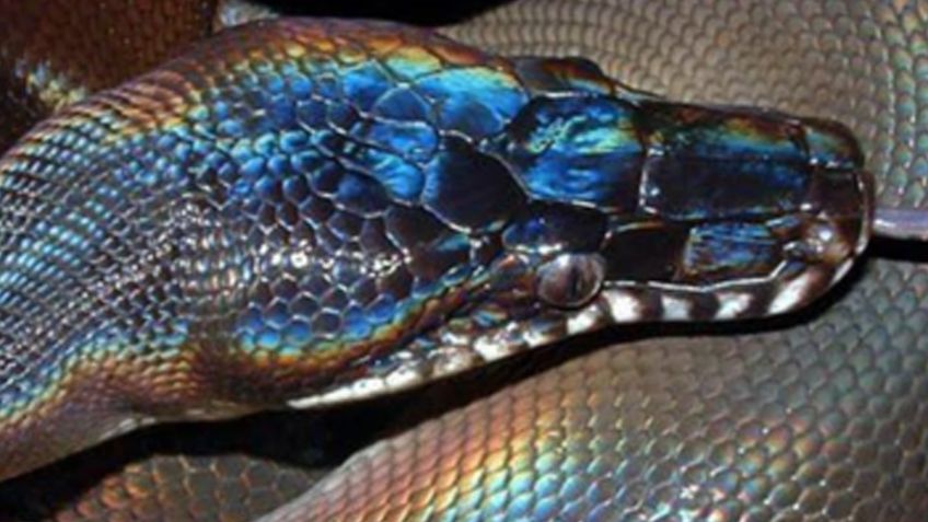 FOTO: Descubren nueva especie de serpiente con escamas brillantes en Vietnam