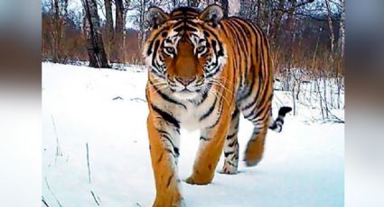 VIDEO: Tigre siberiano, en peligro de extinción, es captado por primera vez en granja de China