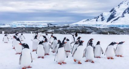 El iceberg más grande del mundo podría acabar con la vida silvestre del Antártico Sur