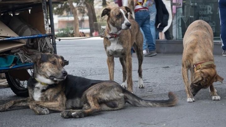 La asociación de Cachitos de Esperanza realiza el croquetón 2020