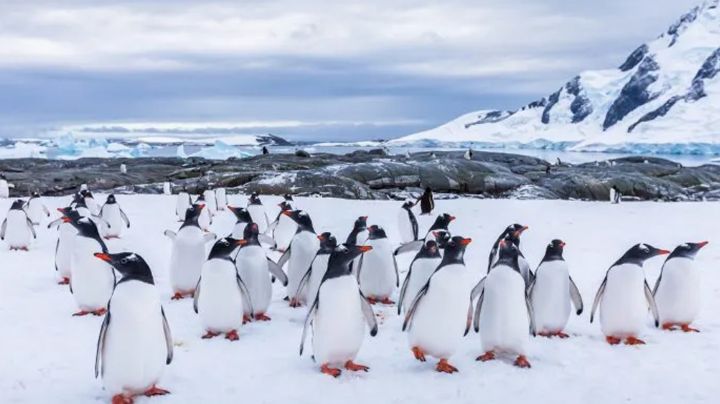 El iceberg más grande del mundo podría acabar con la vida silvestre del Antártico Sur