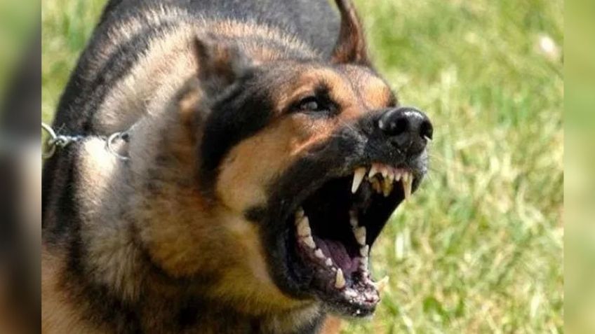 Pastor alemán acaba con la vida de un joven de 14 años; familia decide sacrificarlo