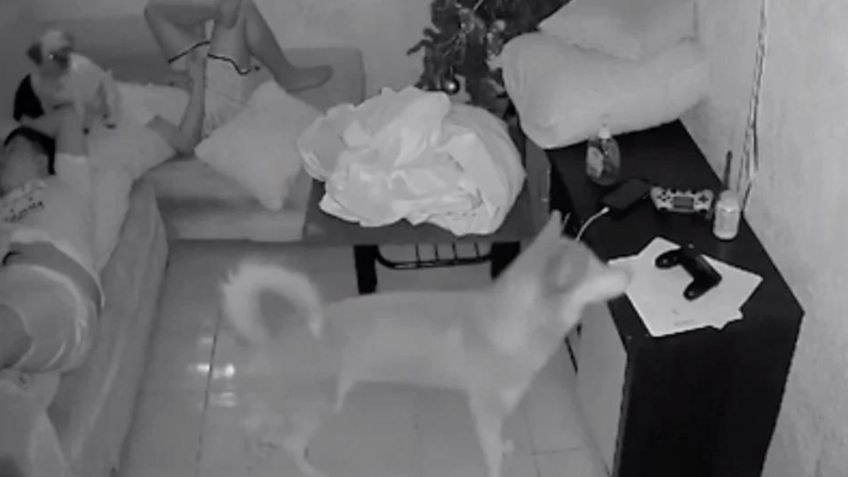 VIDEO: Perros se comen juntos a tarea de su dueño y las cámaras los delatan