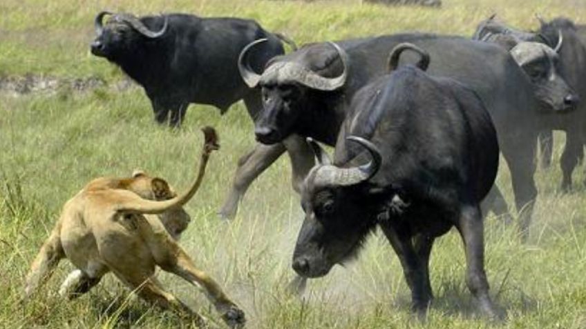 VIDEO: Turista capta el impactante momento en el que búfalos embisten ferozmente a una leona