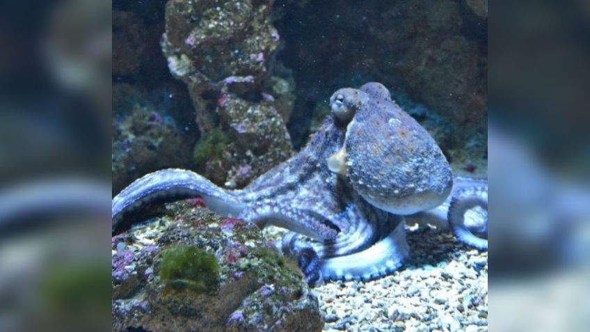 VIDEO: Pulpo se desquita con los peces y arman toda una golpiza acuática