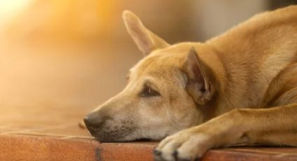 Caso de perrita enterrada viva en lote baldío causa indignación en redes sociales