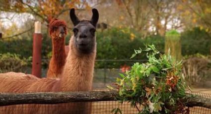 Un par de 'traviesas' llamas se comieron las coronas navideñas que decoraban el zoológico