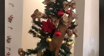 VIDEO:Gato se hace viral en TikTok, al trepar a un árbol y 'destrozar' la Navidad