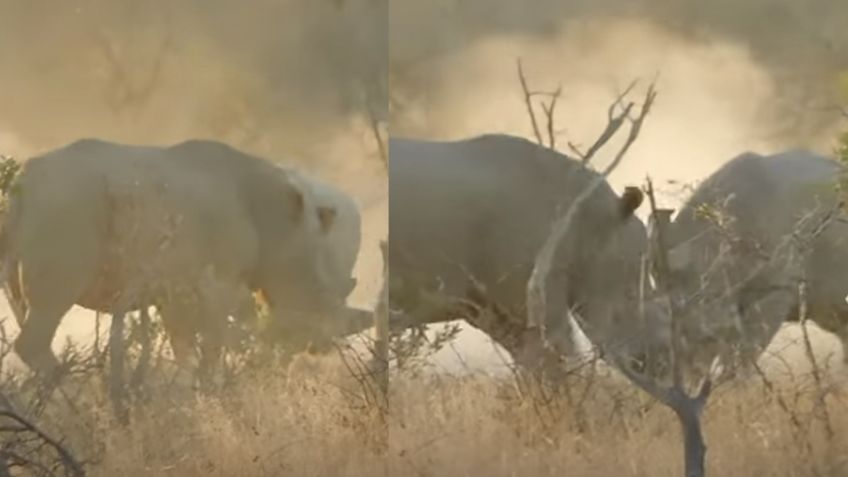 VIDEO: Impresionante grabación de rinocerontes al pelear ferozmente se viraliza en redes