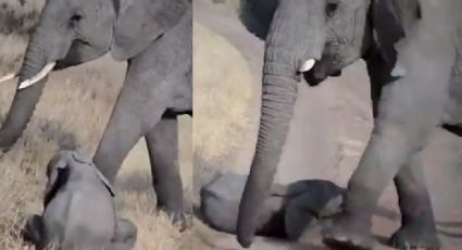 VIDEO: Elefante bebé derrite las redes al hacerle tremendo berrinche a su madre