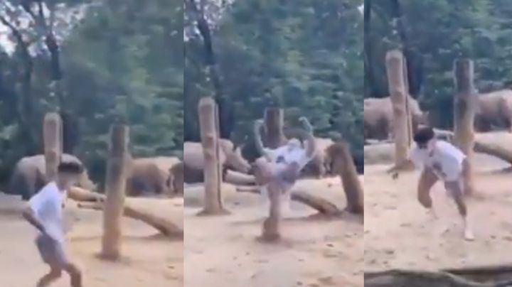 VIDEO: Joven arriesga su vida al saltar al área de rinocerontes y hacer un mortal invertido