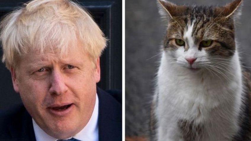 VIDEO: Famoso gato de Boris Johnson hace tremenda travesura frente a periodistas