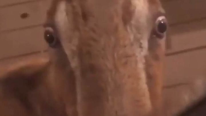 Mujer recibe extraña visita de un animal en la puerta de su casa y este comienza a acosarla