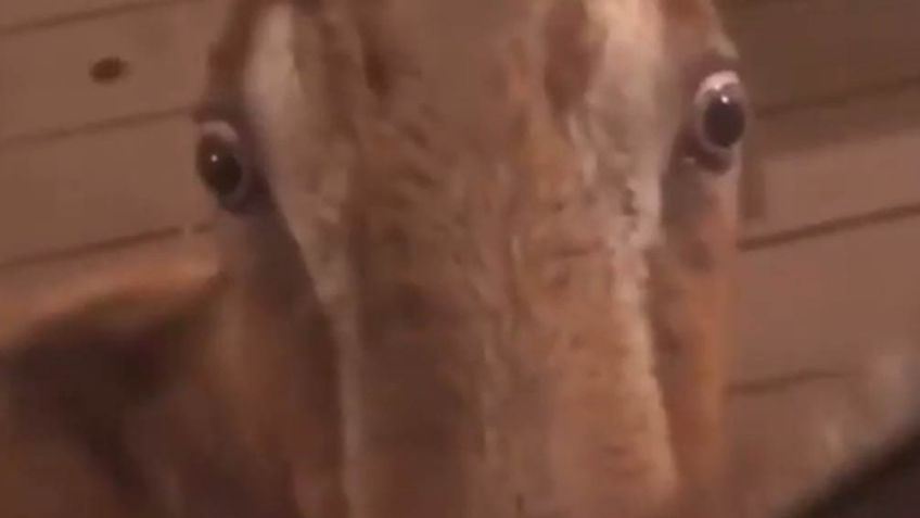 Mujer recibe extraña visita de un animal en la puerta de su casa y este comienza a acosarla