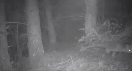 VIDEO: Familia española capta extraños sucesos nocturnos con cámara oculta en el bosque