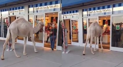 VIDEO: Mujer se va de compras con su camello y pasean por el centro comercial