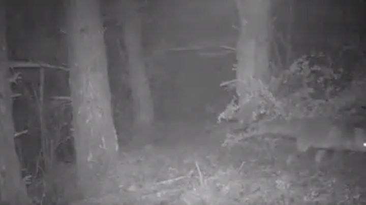 VIDEO: Familia española capta extraños sucesos nocturnos con cámara oculta en el bosque