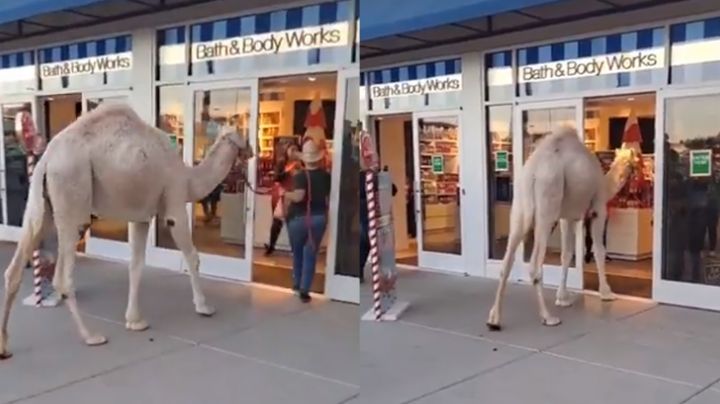 VIDEO: Mujer se va de compras con su camello y pasean por el centro comercial