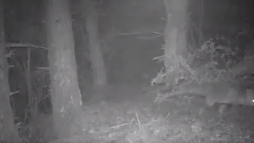 VIDEO: Familia española capta extraños sucesos nocturnos con cámara oculta en el bosque