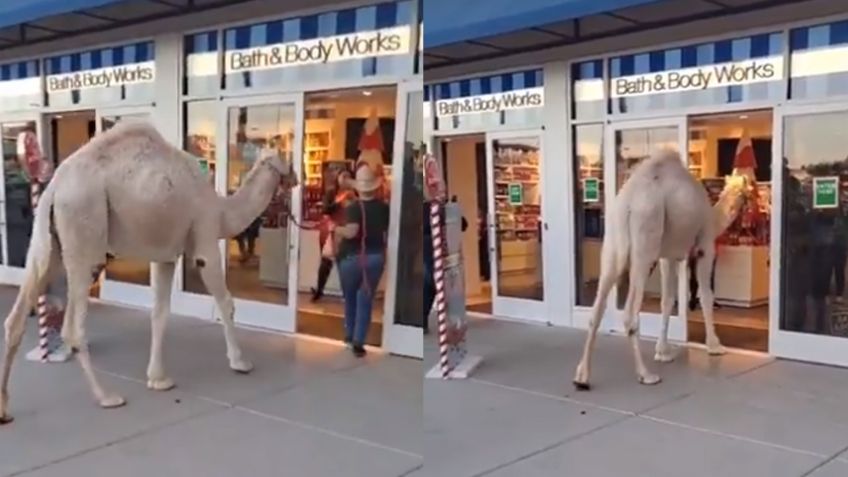 VIDEO: Mujer se va de compras con su camello y pasean por el centro comercial