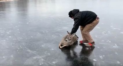 Hombre rescata a un ciervo tras haber quedado varado en medio de un lago congelado