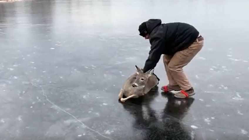 Hombre rescata a un ciervo tras haber quedado varado en medio de un lago congelado
