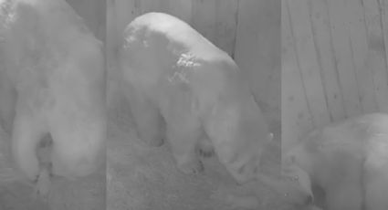 VIDEO: Tras 32 años sin una cría, oso polar da a luz a un tierno osezno en zoológico ruso