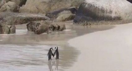 FOTO: Una romántica pareja de pingüinos caminando por la playa y tomados de la aleta