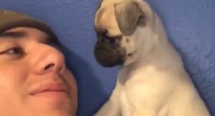 VIDEO: Cachorro causa ternura a internautas por buscar pleito contra su dueño