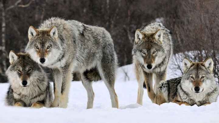 VIDEO: Mujer se topa con manada de 9 lobos camino al trabajo y su comportamiento se vuelve viral