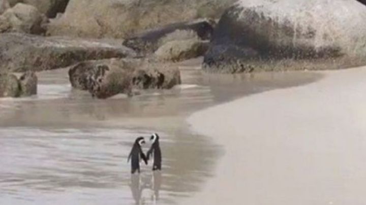 FOTO: Una romántica pareja de pingüinos caminando por la playa y tomados de la aleta