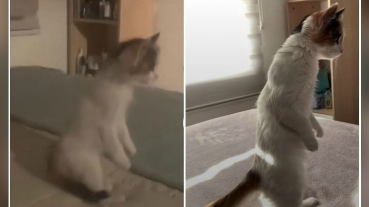VIDEO: Gatito se pone de pie como humano y enternece a millones en las redes sociales