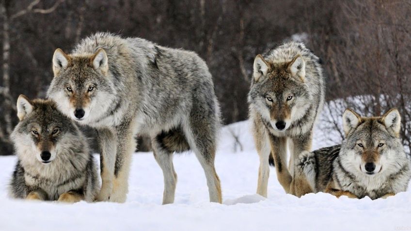 VIDEO: Mujer se topa con manada de 9 lobos camino al trabajo y su comportamiento se vuelve viral