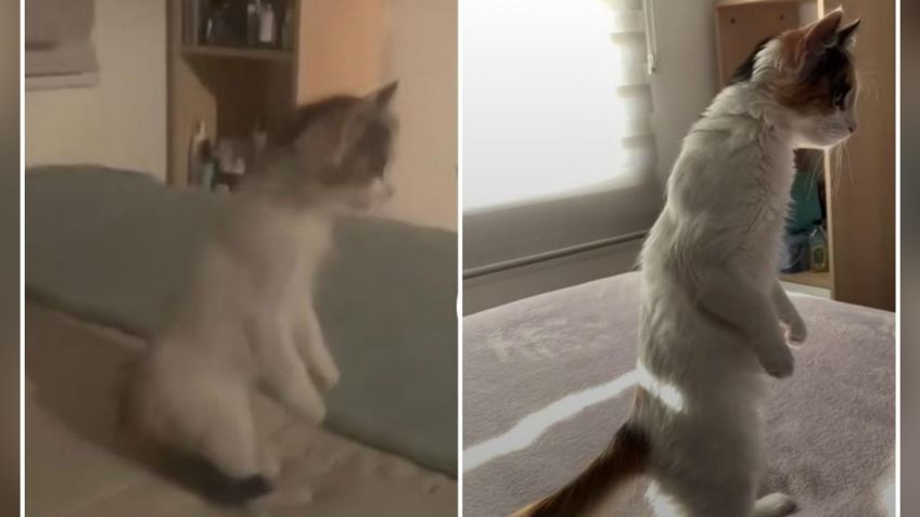 VIDEO: Gatito se pone de pie como humano y enternece a millones en las redes sociales