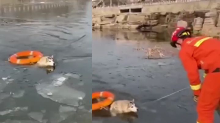 VIDEO: Husky es recatado por bomberos de un lago congelado y se vuelve viral en redes