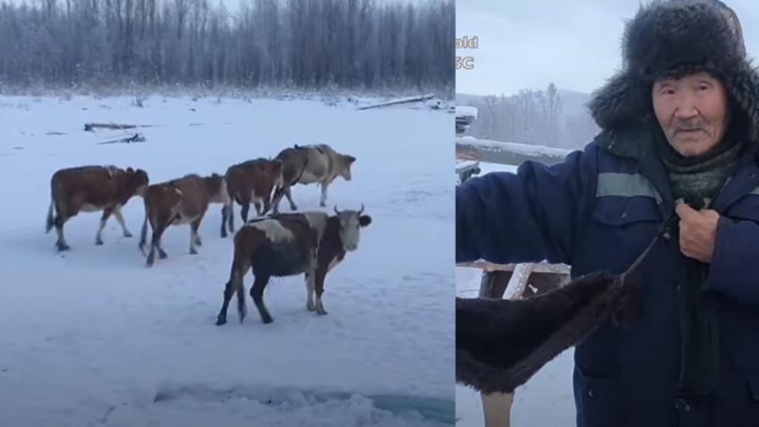Granjero impacta con su ingenio al tejer atuendos de lana para que sus vacas no sufran frío