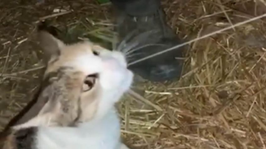 Granjero hacer reír a millones en redes sociales por cómo alimenta a sus mascotas